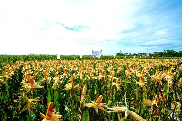 20 năm, diện tích cây trồng GMO toàn cầu tăng 110 lần