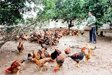 Đàn gà thả vườn kiếm ăn dưới tán cây, người nuôi cầm rổ cám phía sau