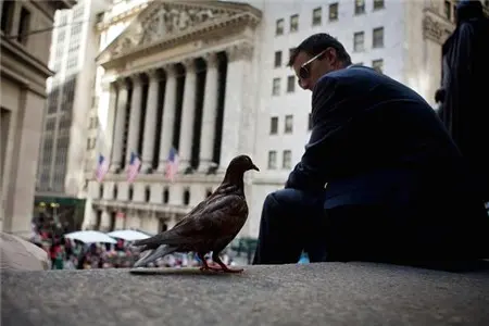 Người ngồi trước tòa nhà Sở Giao dịch Chứng khoán New York, một con bồ câu đứng gần