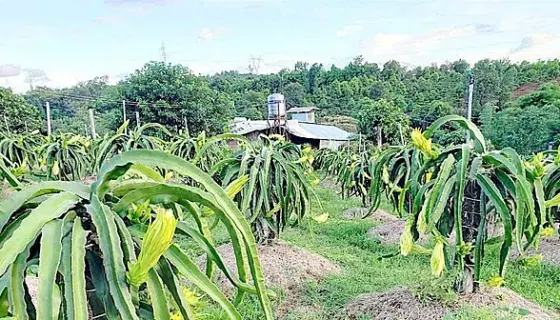 Tổng vốn đầu tư dự án khoảng 1.851,6 tỷ đồng; trong đó 538,3 tỷ đồng từ nguồn vốn tự có và 1.313,4 tỷ đồng vốn hỗ trợ từ HAGL