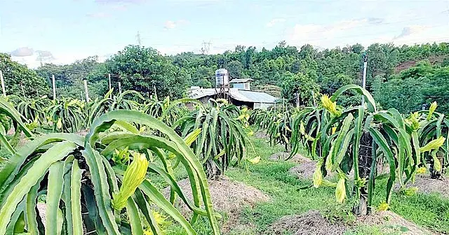 Tổng vốn đầu tư dự án khoảng 1.851,6 tỷ đồng; trong đó 538,3 tỷ đồng từ nguồn vốn tự có và 1.313,4 tỷ đồng vốn hỗ trợ từ HAGL