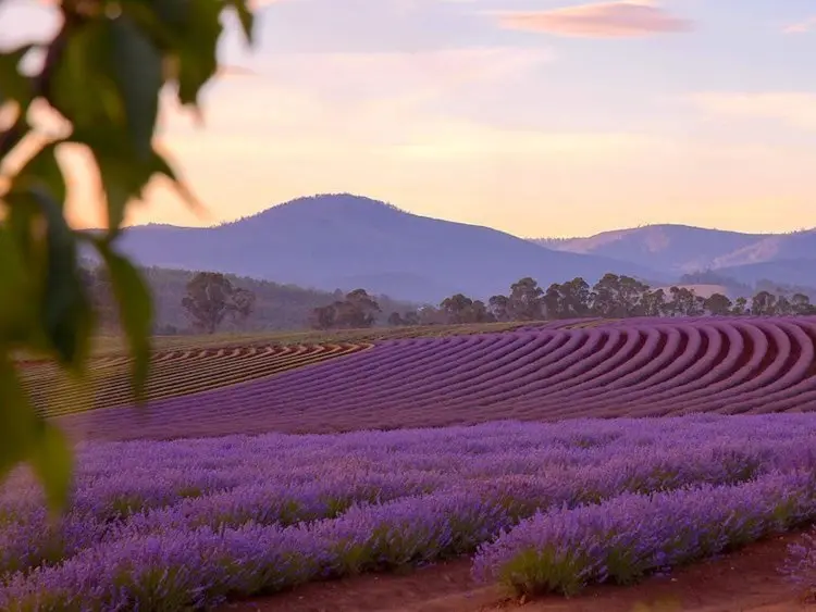 Cánh đồng oải hương tím dưới chân núi ở Tasmania
