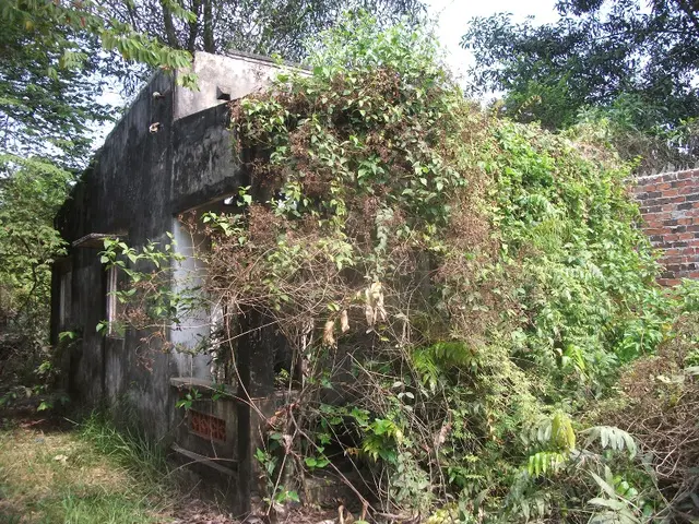Công trình bê tông bỏ hoang bị cây dại phủ kín