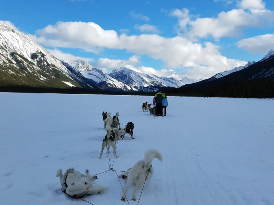Đàn chó kéo xe trượt tuyết ở vườn quốc gia Banff