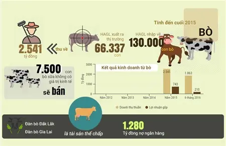 Đồ họa mảng bò của HAGL: số lượng đàn bò và kết quả kinh doanh