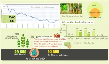 Đồ họa mảng cao su của HAGL: diện tích, kết quả kinh doanh, nợ ngân hàng