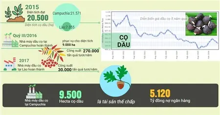 Đồ họa mảng cọ dầu của HAGL: diện tích, nhà máy và nợ ngân hàng
