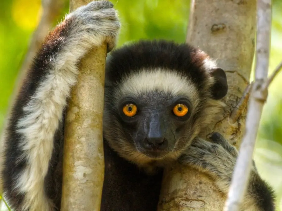 Vượn cáo lông đen trắng bám thân cây ở Madagascar
